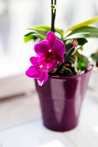 flower-pink-houseplants-orchid