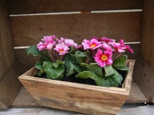 primroses-500035_1280